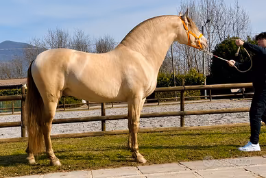 Cavallo Andaluso