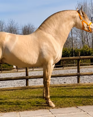Cavallo Andaluso
