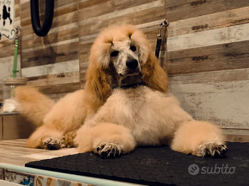 Barbone Grande mole albicocca pedigree ENCI