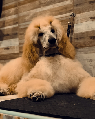 Barbone Grande mole albicocca pedigree ENCI