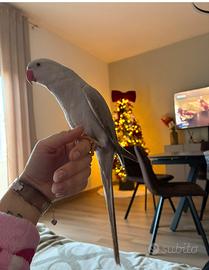 Parrocchetto dal collare