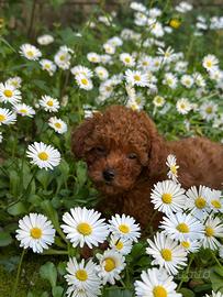 Maschietti e femminucce