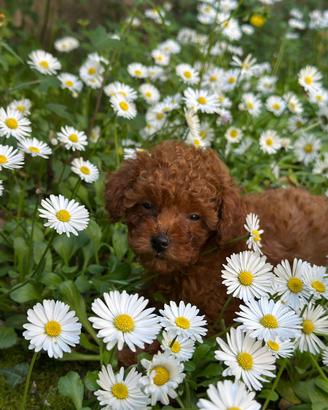 Maschietti e femminucce