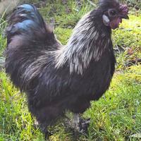 Gallo moroseta nero collo argento