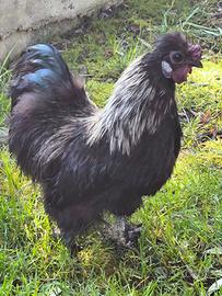 Gallo moroseta nero collo argento
