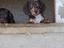 Immagine 8