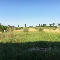 Fieno biologico di alta qualità per animali