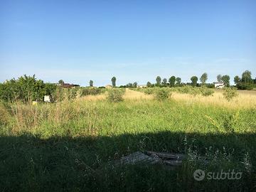 Fieno biologico di alta qualità per animali