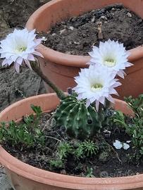 Piante Grasse in vaso 