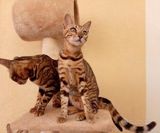 Gatti Bengala 