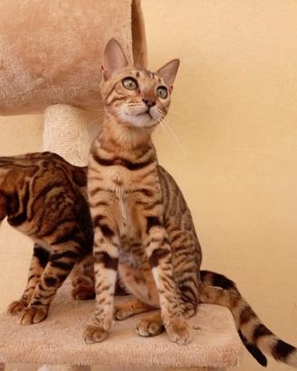 Gatti Bengala 