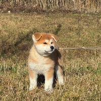 CUCCIOLO MASCHIO di AKITA INU disponibile