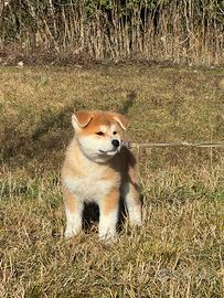 CUCCIOLO MASCHIO di AKITA INU disponibile