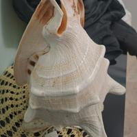 lampada a conchiglia