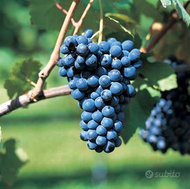 Mi bastano le VIGNE - Vorrei anche fare VINO