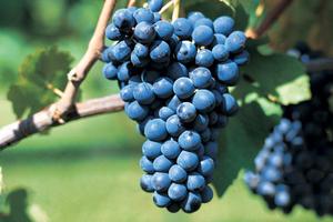 Mi bastano le VIGNE - Vorrei anche fare VINO