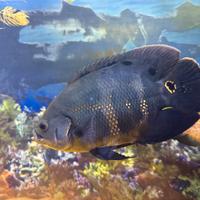 Astronotus ocellatus livrea gold