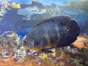Astronotus ocellatus livrea gold