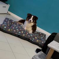 Pastore australiano maschio cucciolone