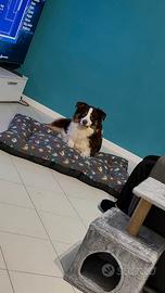 Pastore australiano maschio cucciolone