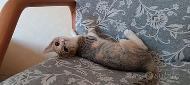 Adottasi Gattini