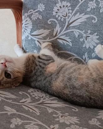Adottasi Gattini