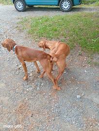 Cuccioli bracco ungherese (vizsla)