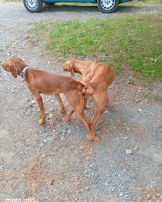 Cuccioli bracco ungherese (vizsla)