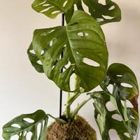 Kokedama monstera adansonii