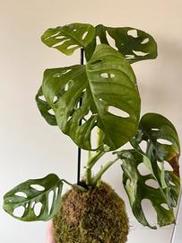 Kokedama monstera adansonii