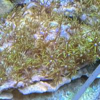 Acquario Marino coralli