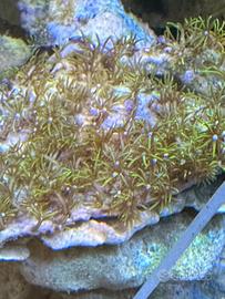 Acquario Marino coralli