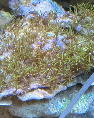 Acquario Marino coralli