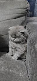 Scottish longhair straight & fold