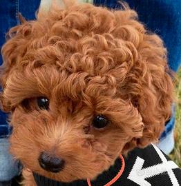 Barboncini TOY - Barboncini toy Paghi a rate