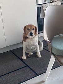 Cane