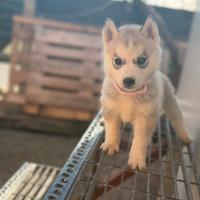 Cani Husky