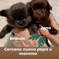 Maschietti chihuahua a pelo lungo