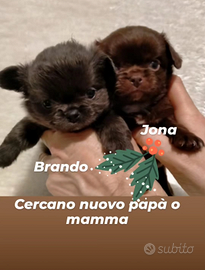 Maschietti chihuahua a pelo lungo