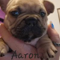 Bulldog francese