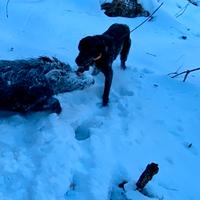 Cane da cinghiale