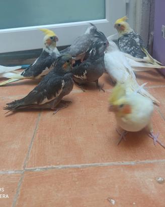 Pappagalli allevati a mano e coppie