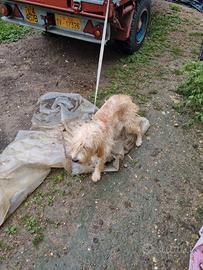 Segugio dell'appennino maschio 18 mesi