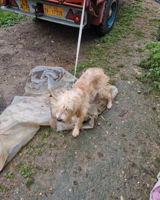 Segugio dell'appennino maschio 18 mesi