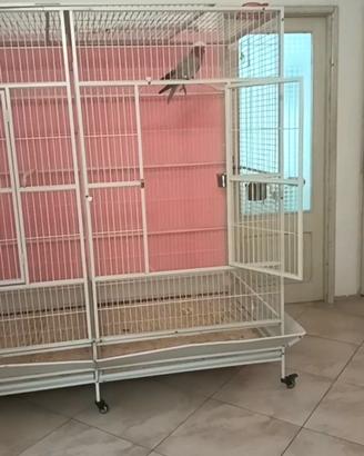 Voliera Professionale per grandi volatili. 