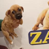 Cuccioli di Doxie pin