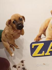 Cuccioli di Doxie pin