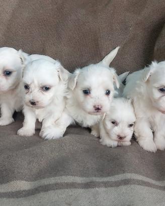 Cuccioli di Maltese