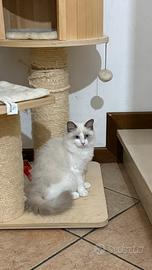Gattina ragdoll