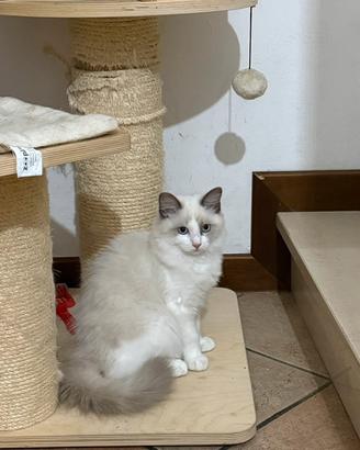Gattina ragdoll